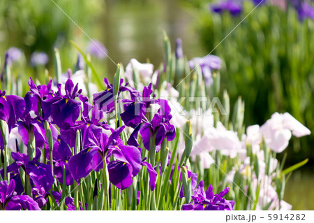 花菖蒲 花菖蒲 5914282