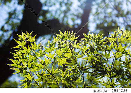 新緑 新緑 5914283