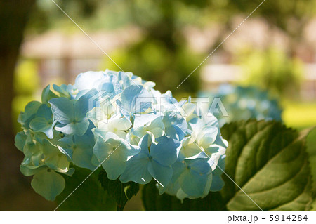 紫陽花 紫陽花 5914284