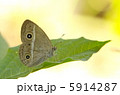ヒメジャノメ 5914287