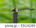 ウチワヤンマ 5914289