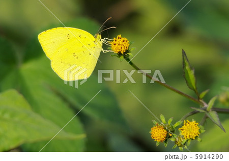 キタキチョウ 5914290