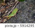 トノサマバッタ 5914295