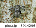 ナガゴマフカミキリ 5914296