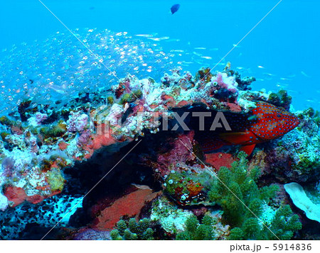 ハタ ユカタハタ ミーバイ 慶良間諸島 ケラマ諸島 沖縄県 海 ハタ ユカタハタ ミーバイ 慶良間諸島 ケラマ諸島 沖縄県 海 5914836