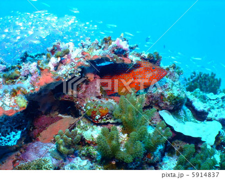 ハタ ユカタハタ ミーバイ 慶良間諸島 ケラマ諸島 沖縄県 海 スカシテンジクダイ ハタ ユカタハタ ミーバイ 慶良間諸島 ケラマ諸島 沖縄県 海 スカシテンジクダイ 5914837