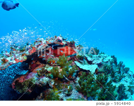 ハタ　ユカタハタ　ミーバイ　慶良間諸島　ケラマ諸島　沖縄県　海　スカシテンジクダイ 5914840