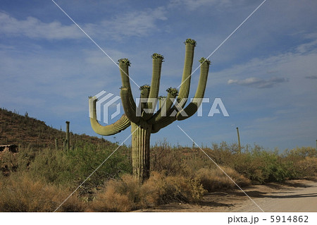 巨大サボテン 巨大サボテン 5914862