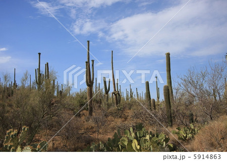 サワロ国立公園 5914863