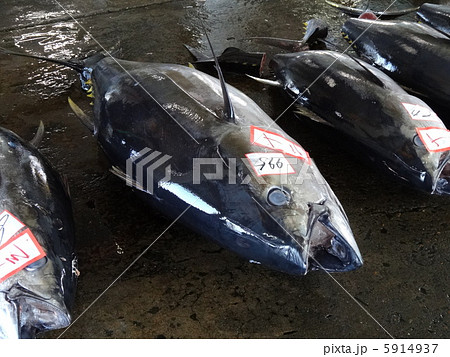 マグロの水揚げ マグロの水揚げ 5914937