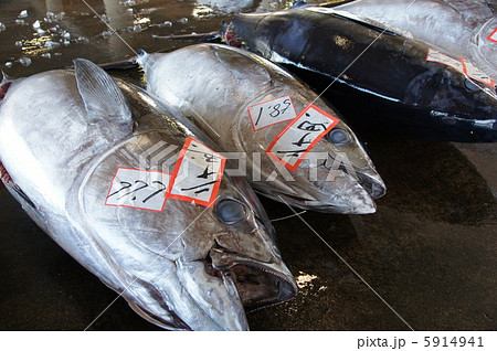 マグロの水揚げ 5914941