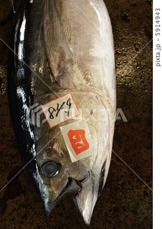 マグロの水揚げ 5914943