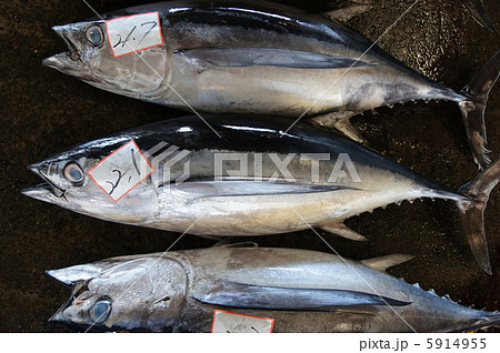ビン長マグロの水揚げ ビン長マグロの水揚げ 5914955