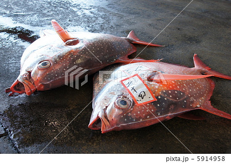 マンダイの水揚げ マンダイの水揚げ 5914958
