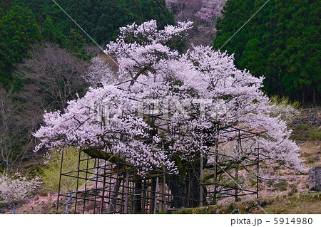 樽見の大桜 5914980