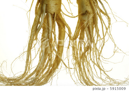 高麗人参 5915009