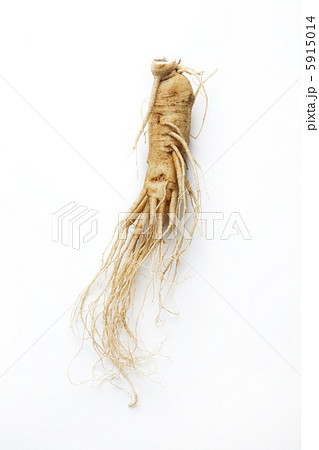 高麗人参 高麗人参 5915014