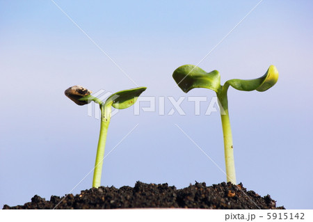 ヒマワリの発芽 5915142