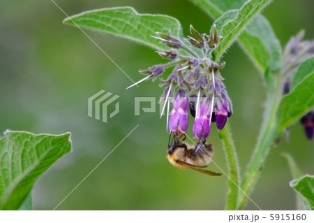 ヒレハリソウ ヒレハリソウ 5915160