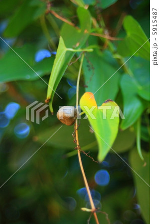 むかご むかご 5915487