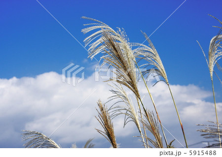 薄と雲 5915488