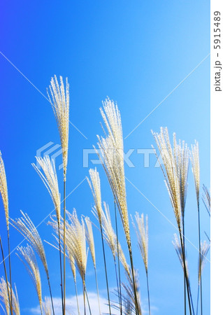 秋空と薄 5915489