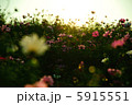 コスモス コスモス 5915551