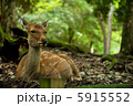 鹿 鹿 5915552