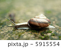 カタツムリ カタツムリ 5915554