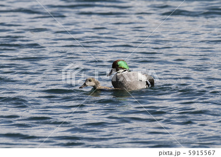 ヨシガモの結婚式 ヨシガモの結婚式 5915567