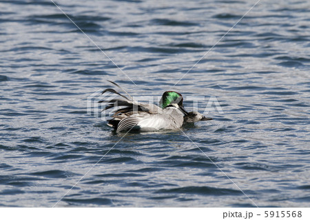 ヨシガモの結婚式 ヨシガモの結婚式 5915568