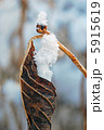 雪 5915619