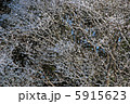 雪 5915623