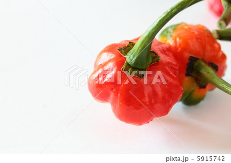 激辛トウガラシ　ナガ・バイパー 5915742