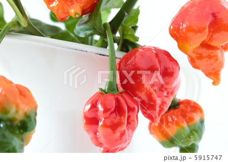 激辛トウガラシ　ナガ・バイパー 5915747