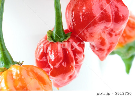 激辛トウガラシ　ナガ・バイパー 5915750