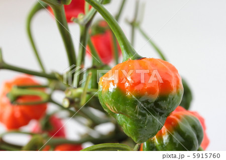 激辛トウガラシ　ナガ・バイパー 5915760