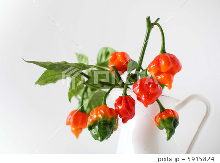 激辛トウガラシ ナガ・バイパー 激辛トウガラシ ナガ・バイパー 5915824