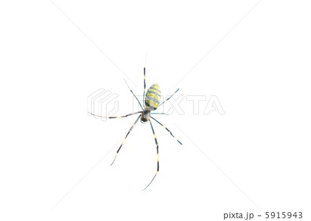 ナガコガネグモ 5915943
