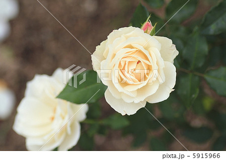 バラ　エーデルワイス 5915966