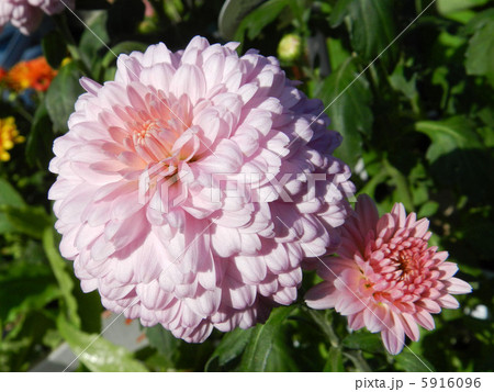 菊(ティエラ) 菊(ティエラ) 5916096