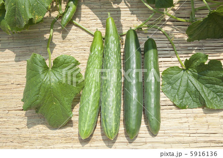 夏野菜・キュウリ 5916136