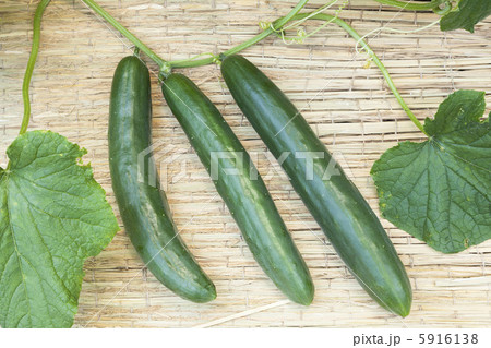 夏野菜・キュウリ 夏野菜・キュウリ 5916138