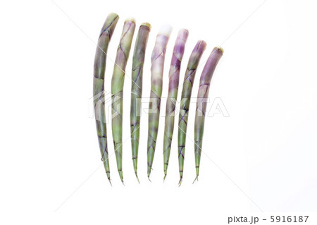 山菜・ねまがり竹 5916187