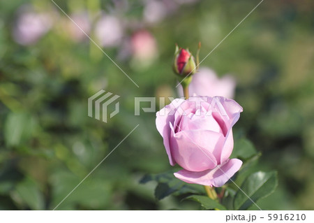 バラ しのぶれど バラ しのぶれど 5916210
