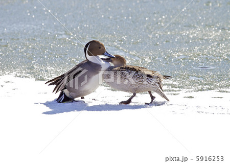 雪の上のオナガガモ　カップル 5916253