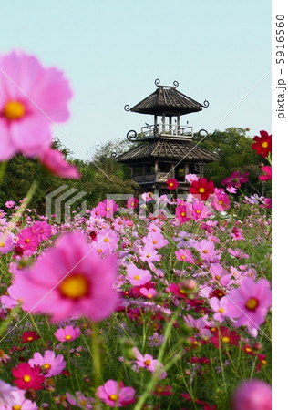 唐古鍵遺跡　楼閣と秋桜 5916560