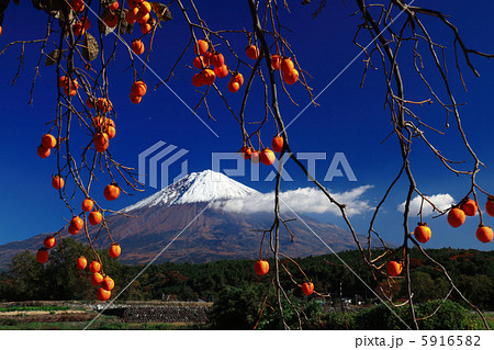 柿の彼方の富士山 5916582