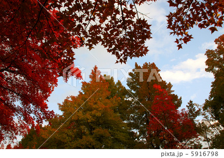 ふうの紅葉 5916798