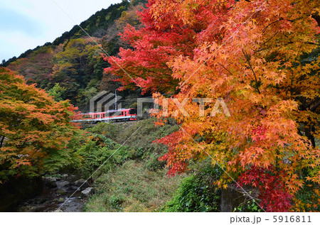 鉄道　　叡山電鉄　　叡電　　紅葉　　秋　　900系レッド　　きらら　　貴船口 5916811